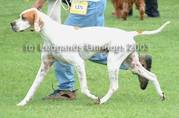 3rd Open Dog